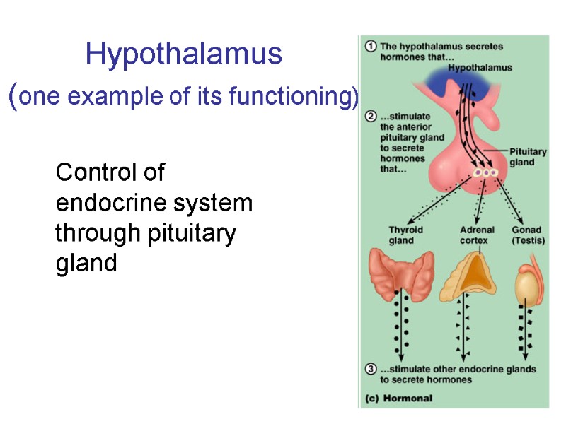 Hypothalamus (one example of its functioning)   Control of endocrine system through pituitary